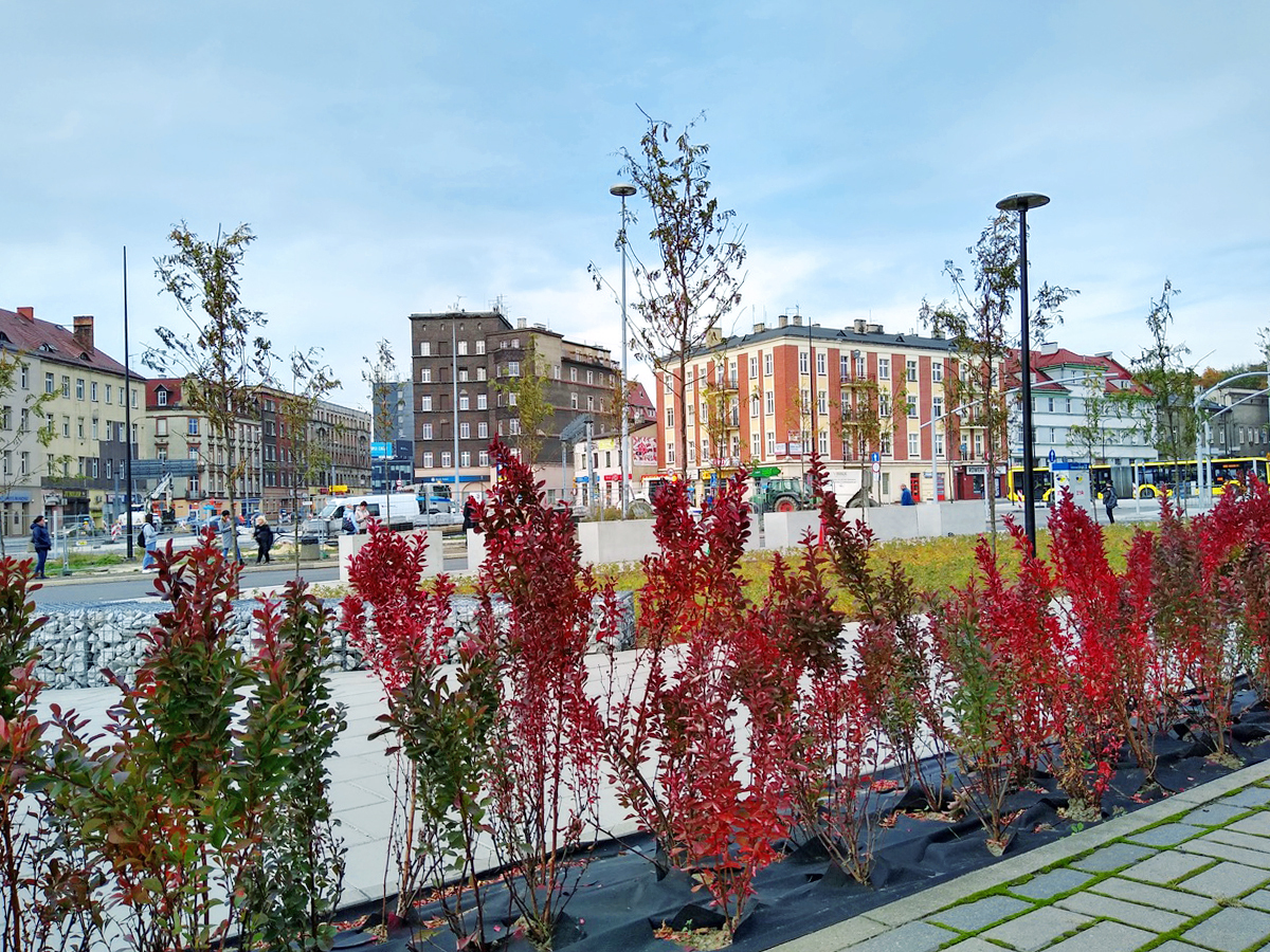 Fot. M.Foltyn/UM Gliwice rośliny na placu Piastów