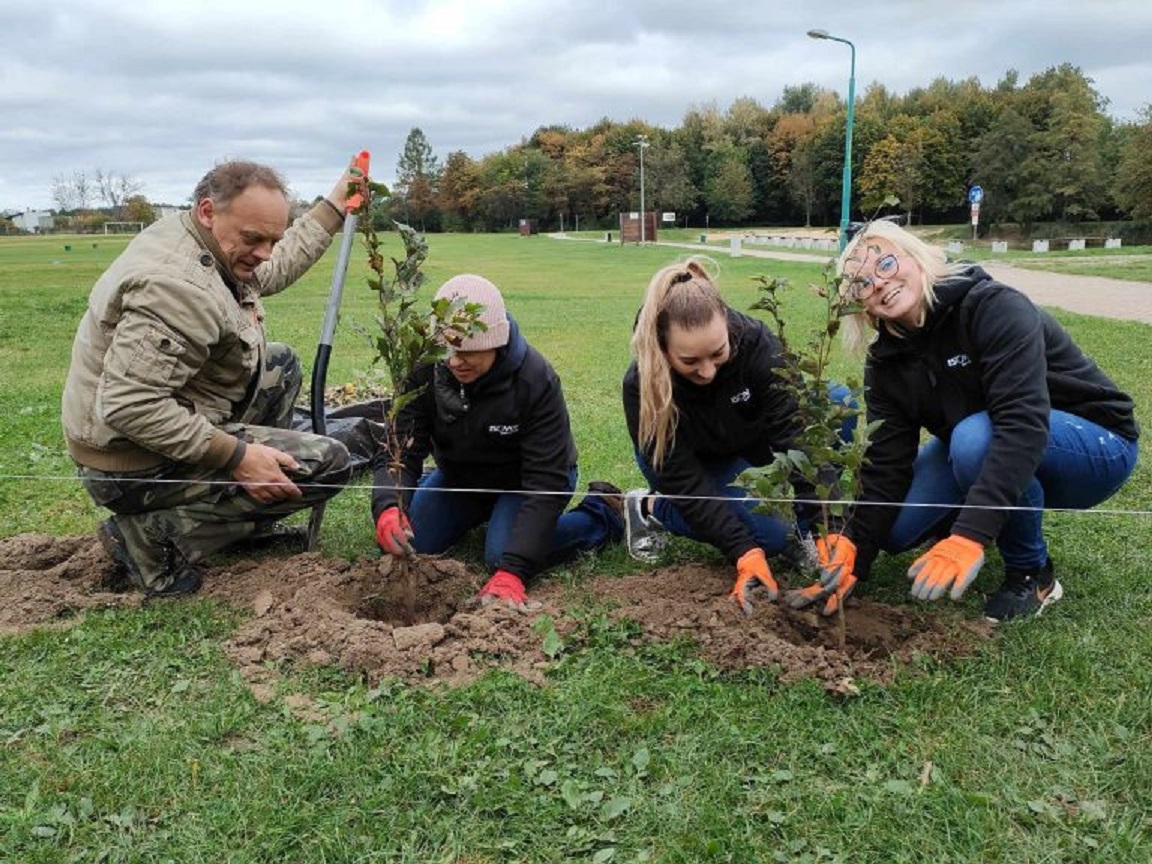 Fot. materiały MZUK ludzie sadzą w ziemi sadzonki drzew