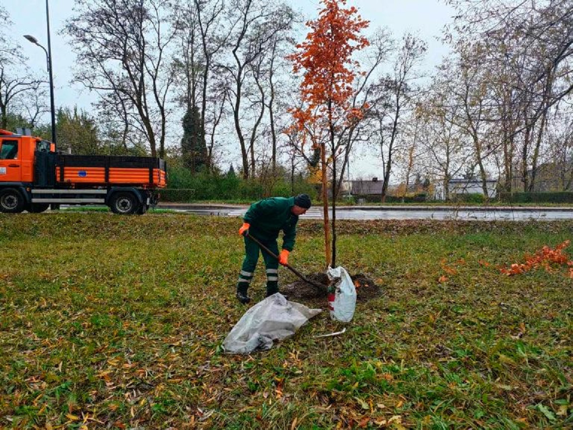 Fot. materiały MZUK w Gliwicach człowiek i drzewo