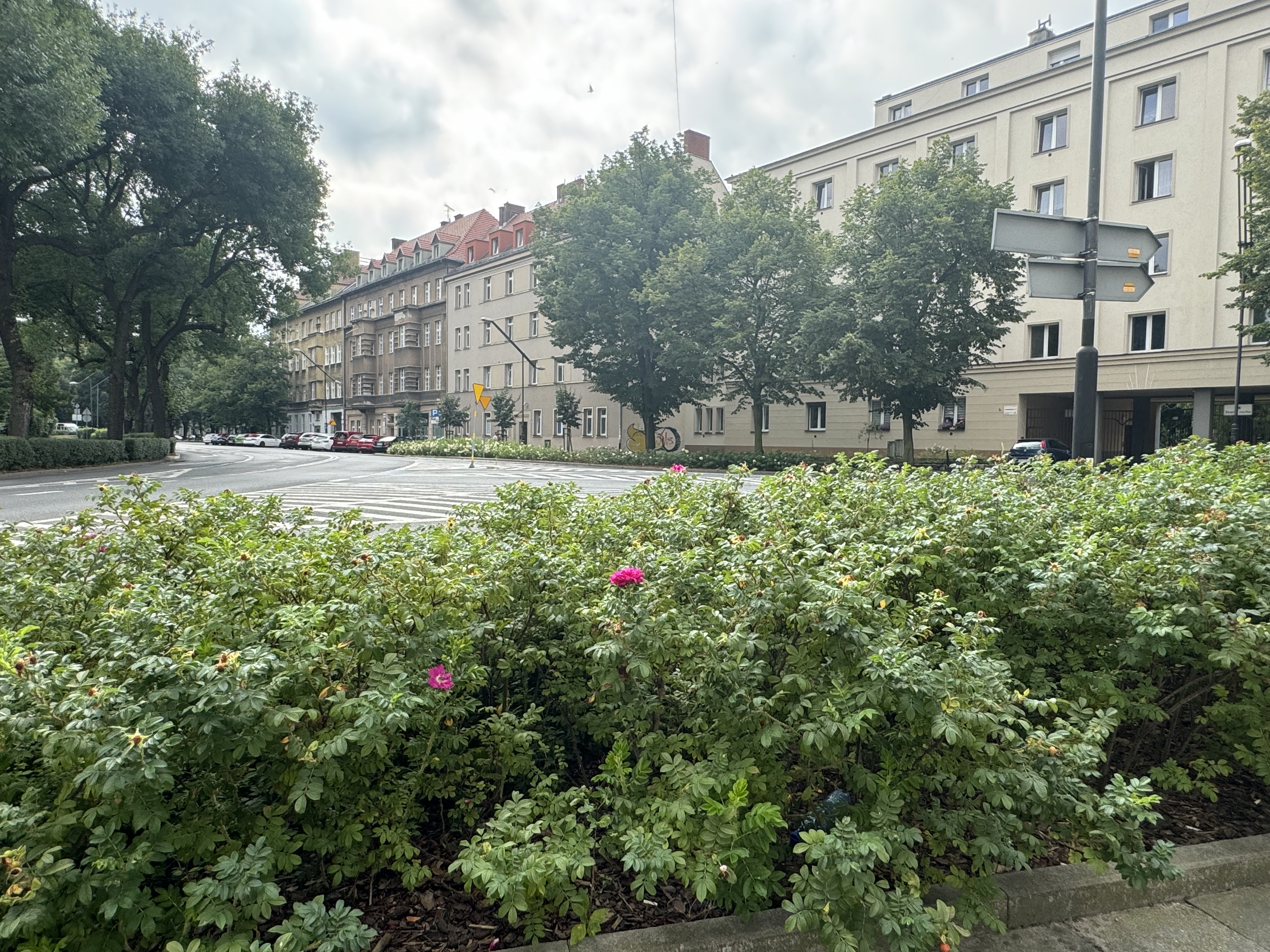 Odbrukowane przestrzenie w innych lokalizacjach kwitną. Fot. M.Foltyn/UM Gliwice odbrukowane i zazielenione przestrzenie