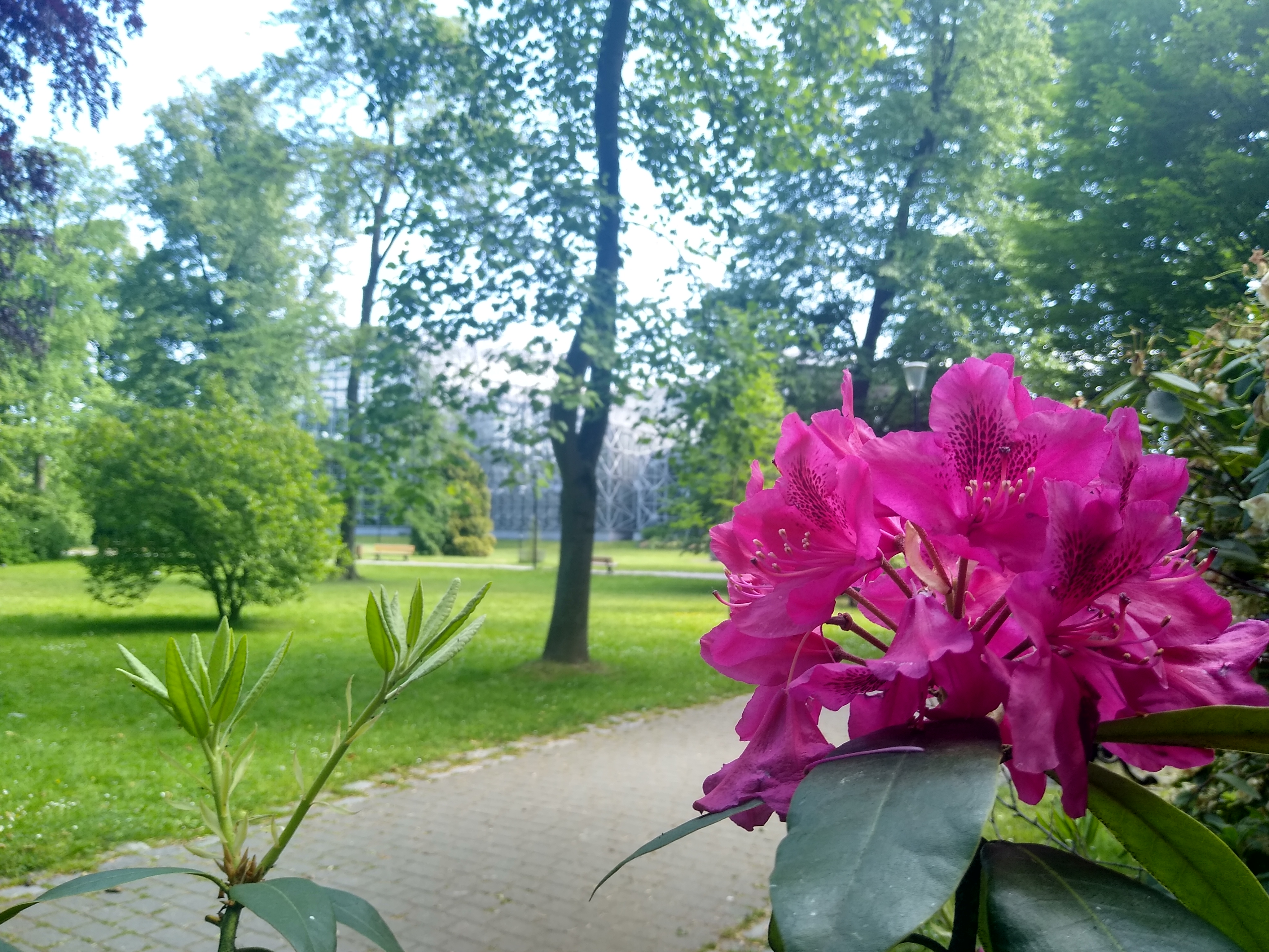 Fot. M.Foltyn/UM Gliwice kwiaty park Chopina
