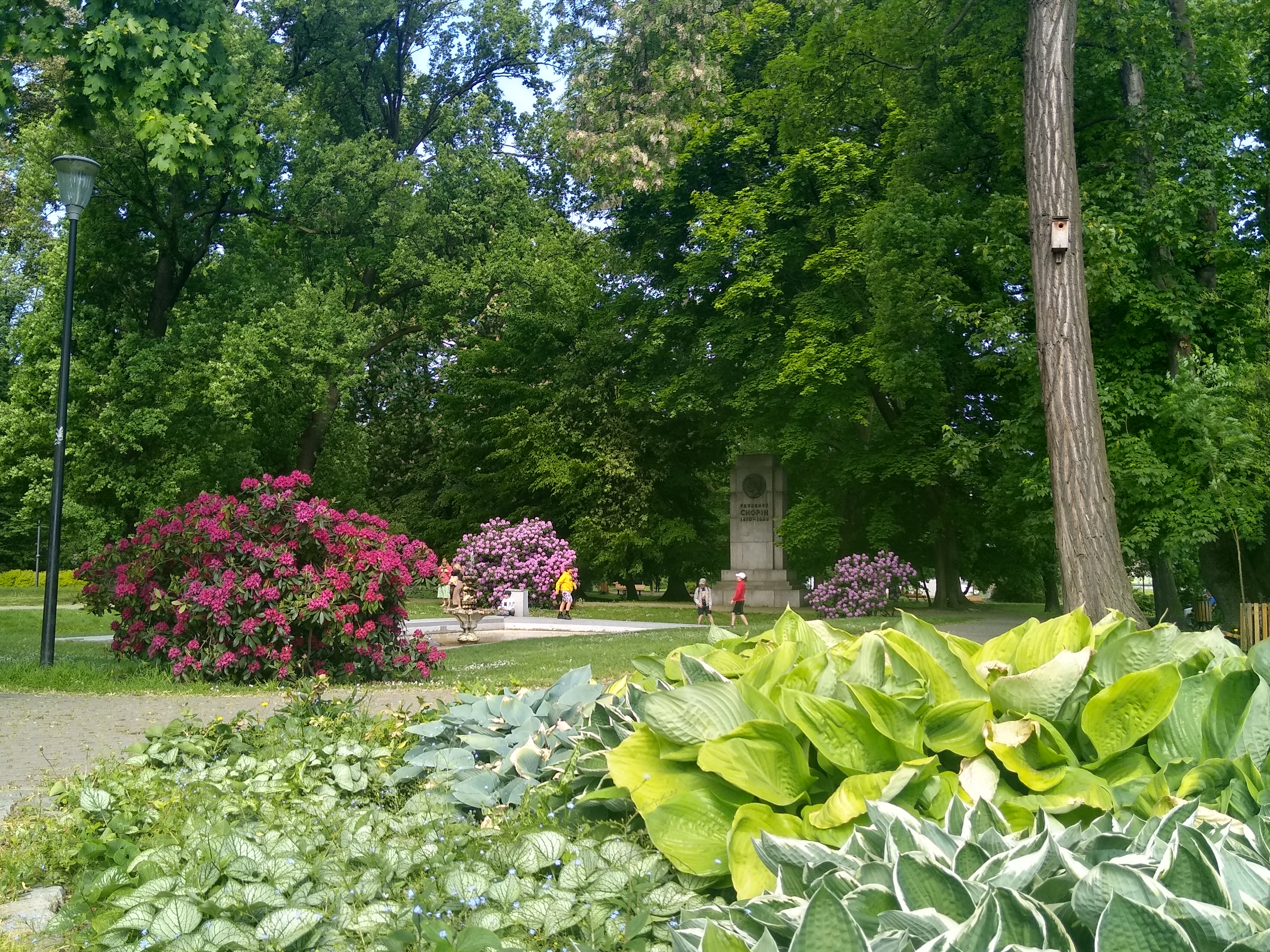 Fot. M.Foltyn/UM Gliwice park Chopina, kwiaty