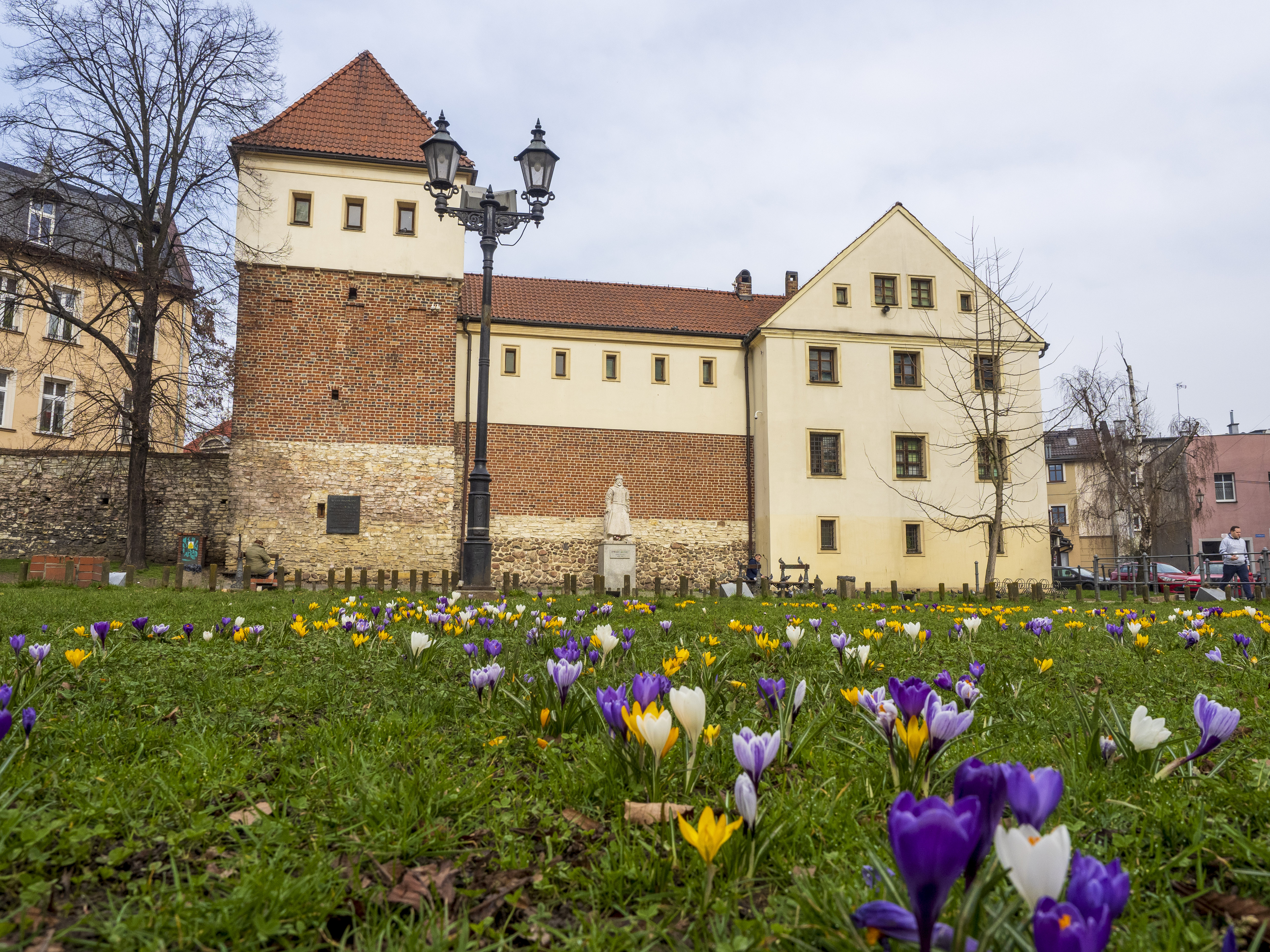 Fot. G.Ożga/UM Gliwice krokusy przy Zamku Piastowskim