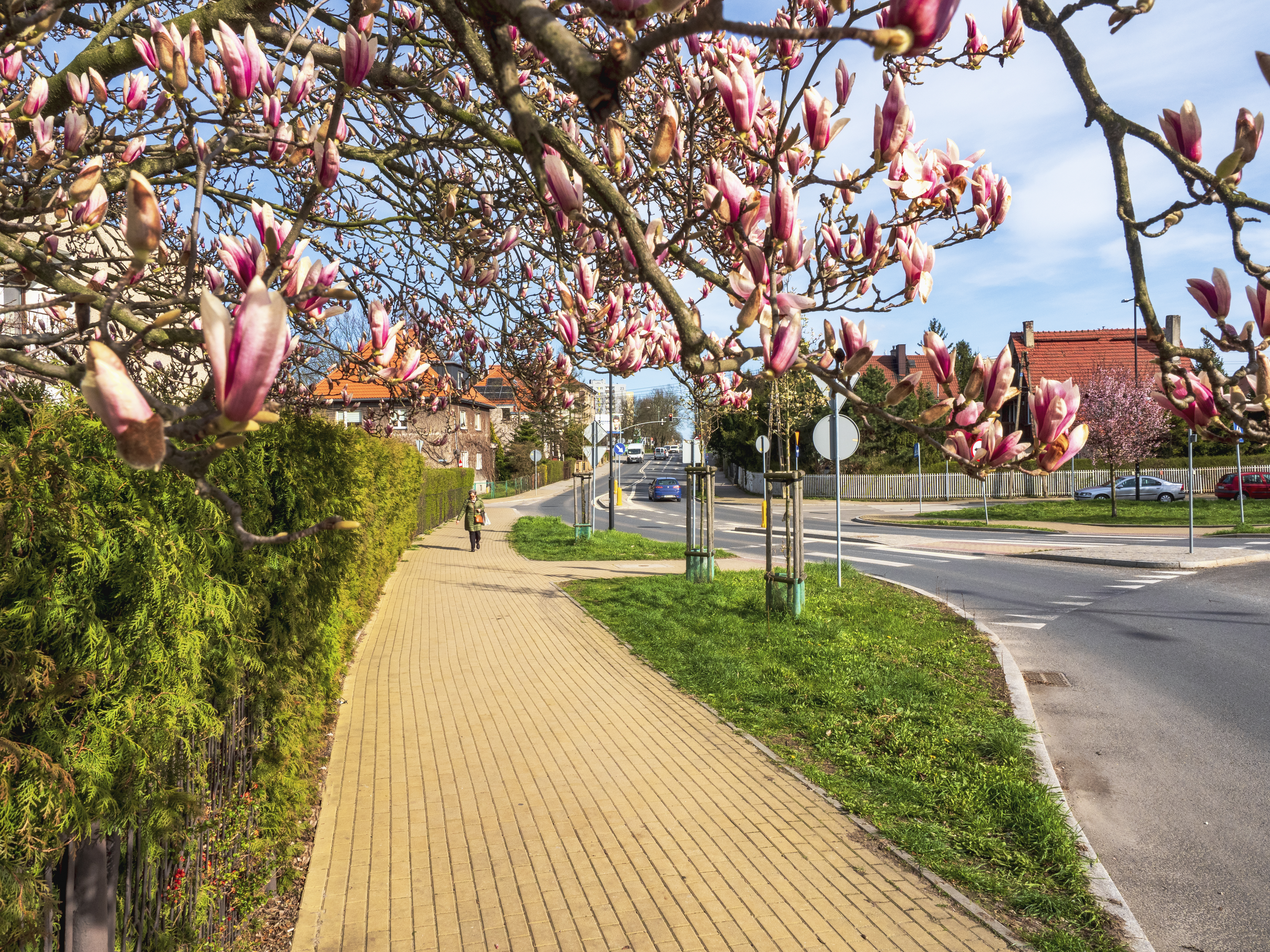 Fot. G.Ożga/UM Gliwice drzewa na Sikorniku