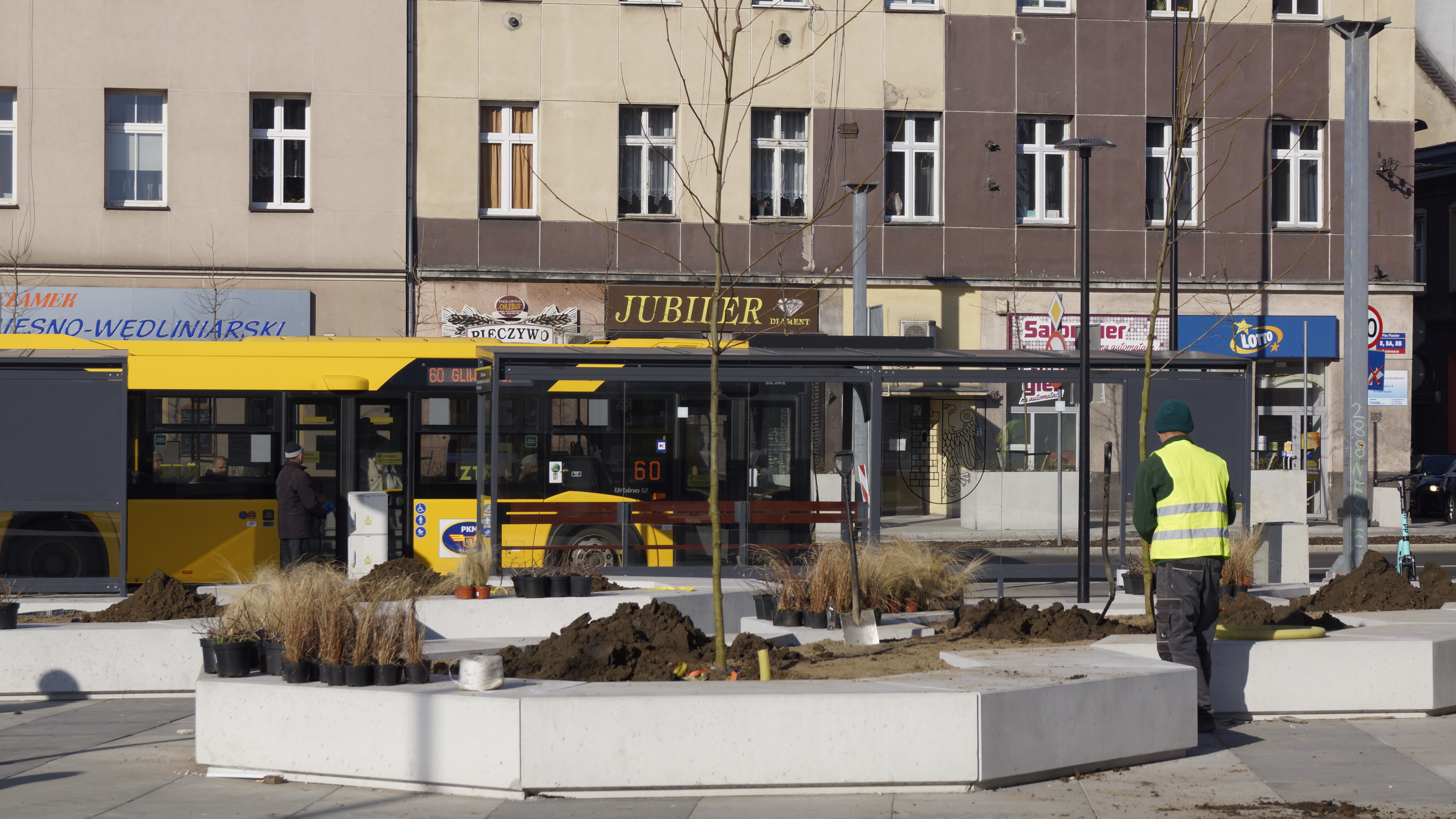 fot. ZDM Gliwice platany na placu Piastów