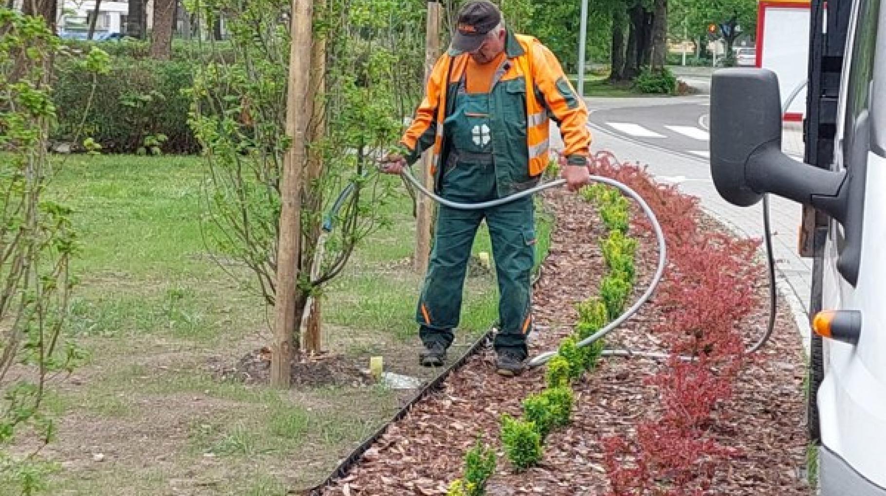 Fot. materiały ZDM człowiek podlewa drzewo