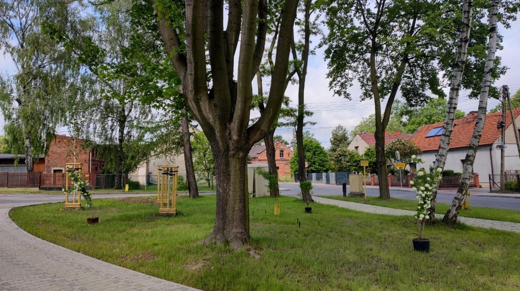 Fot. materiały ZDM nasadzenia w Bojkowie