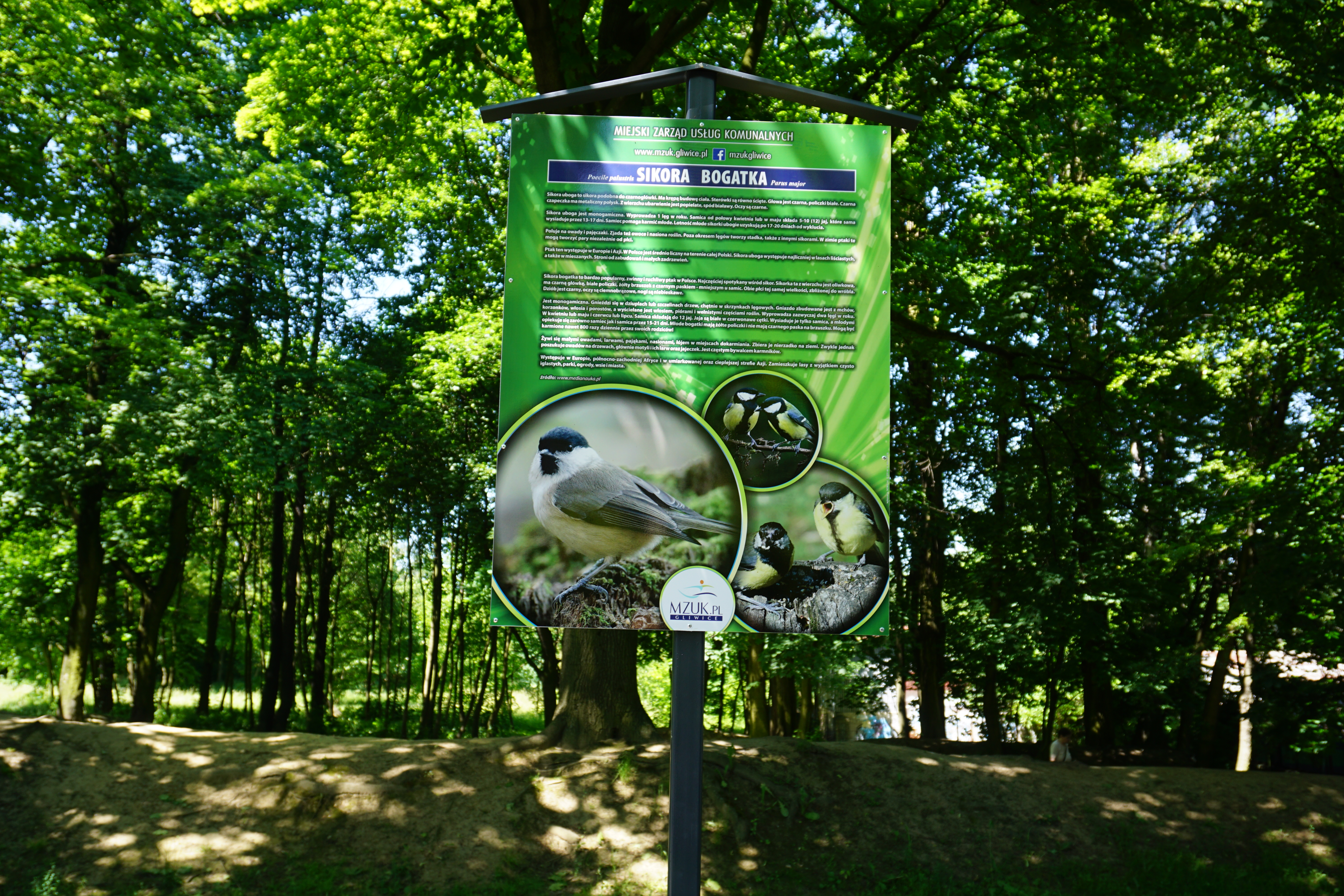 Sikornik
