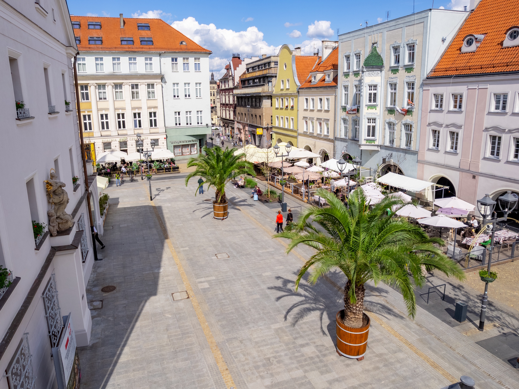 Palmy kończą sezon w terenie – zobaczysz je w gliwickich tropikach
