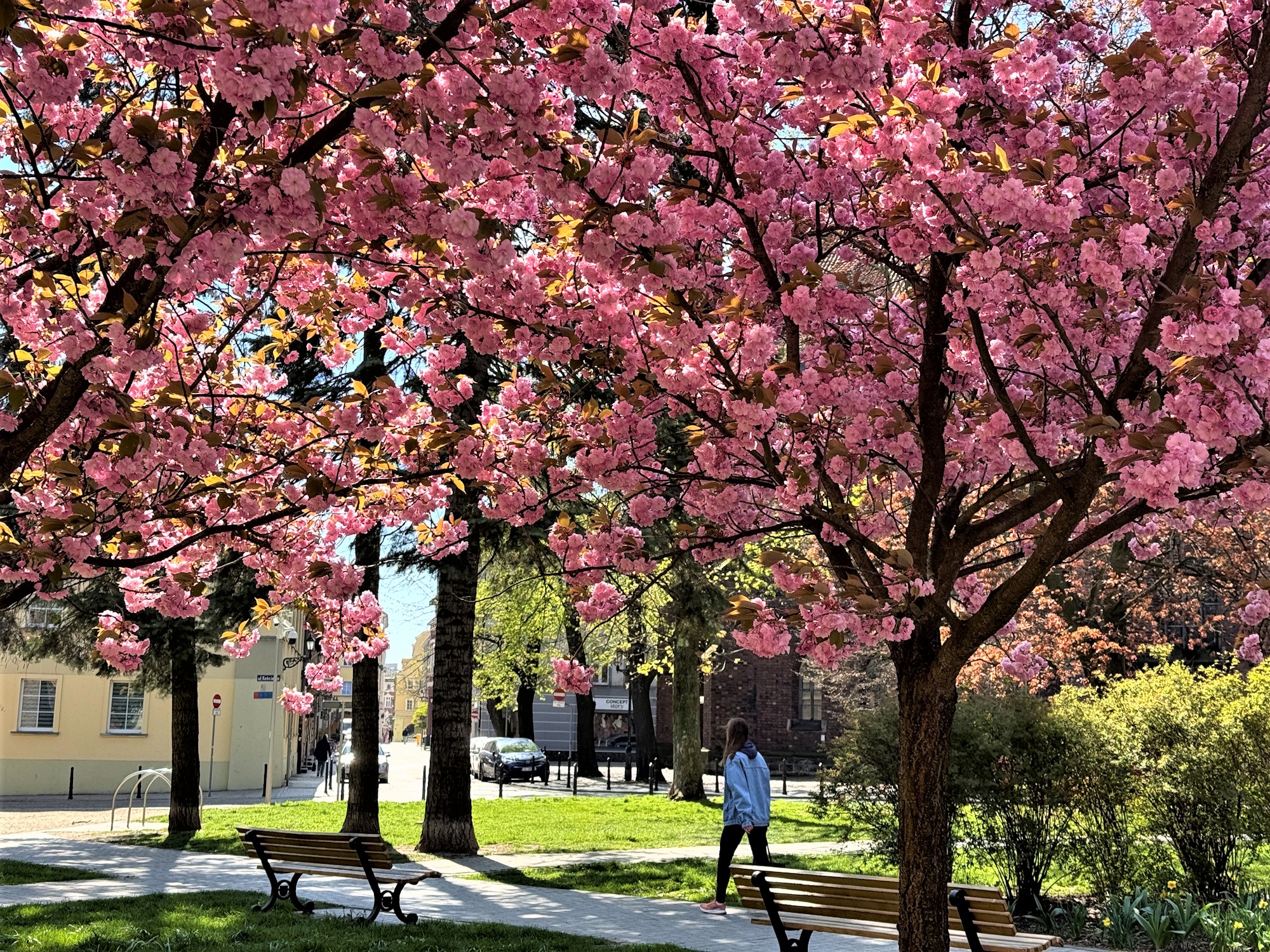 dziewczyna spaceruje wśród drzew ukwieconych na różowo