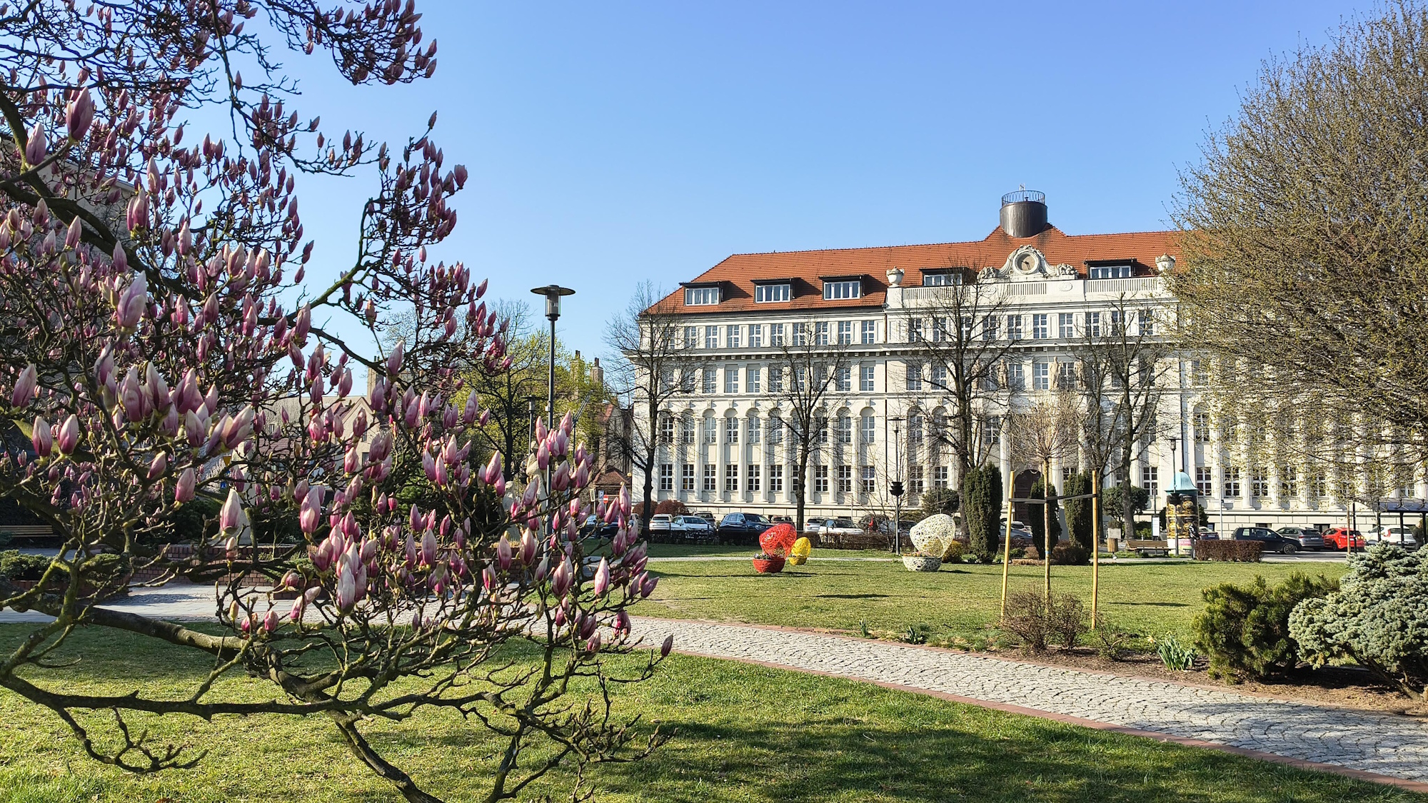 kwietniki-pisanki, ujęcie zza magnolii