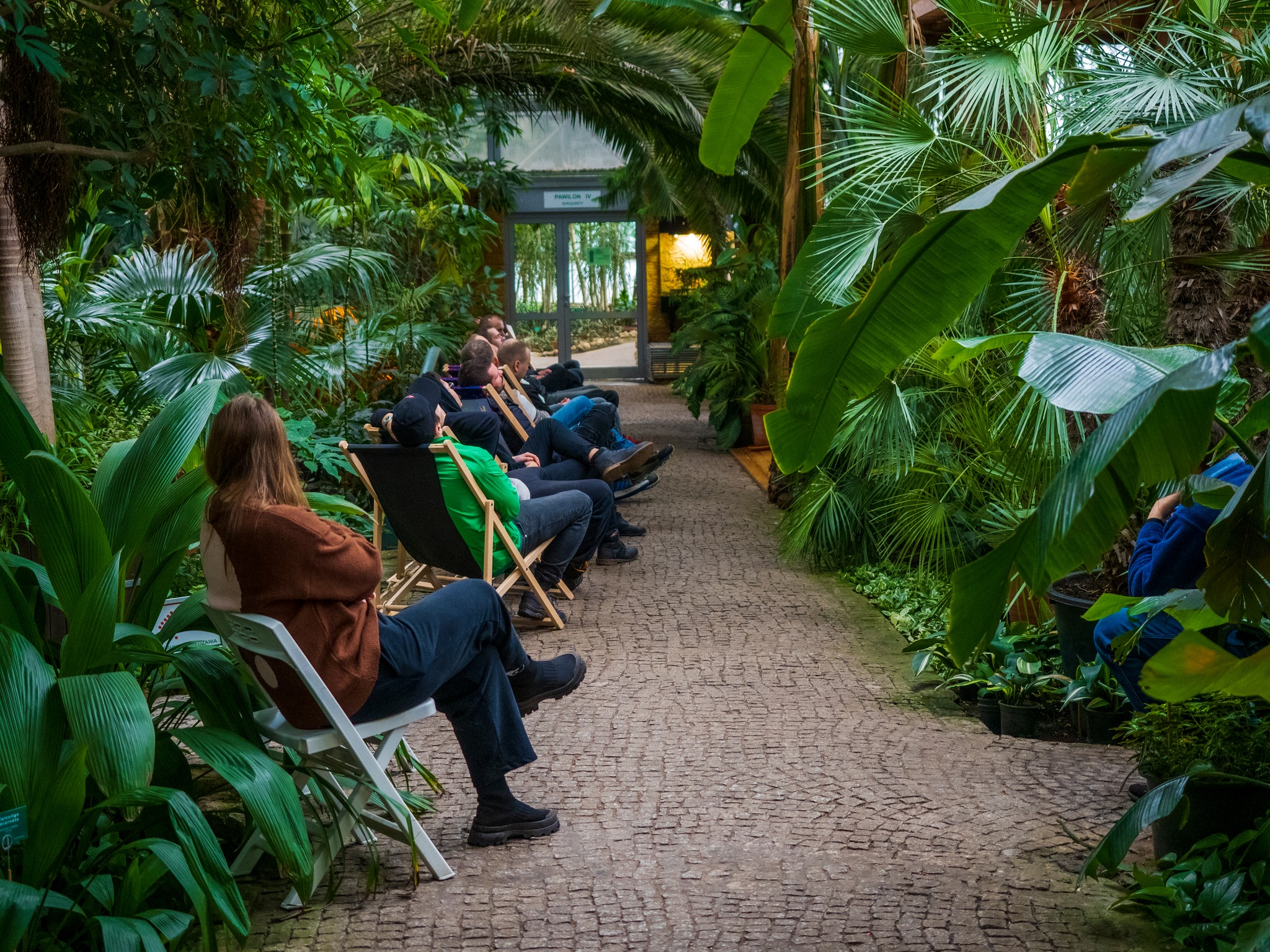 Ludzie na krzesłach w Palmiarni