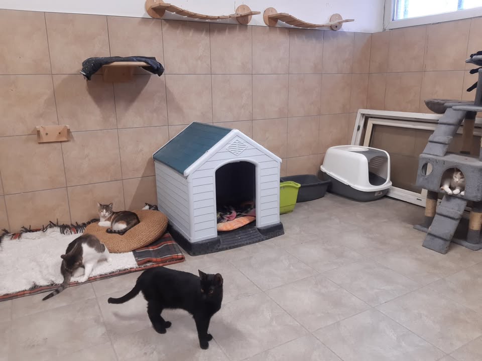 koty, budki