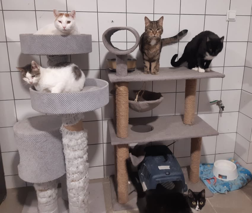 koty, półki