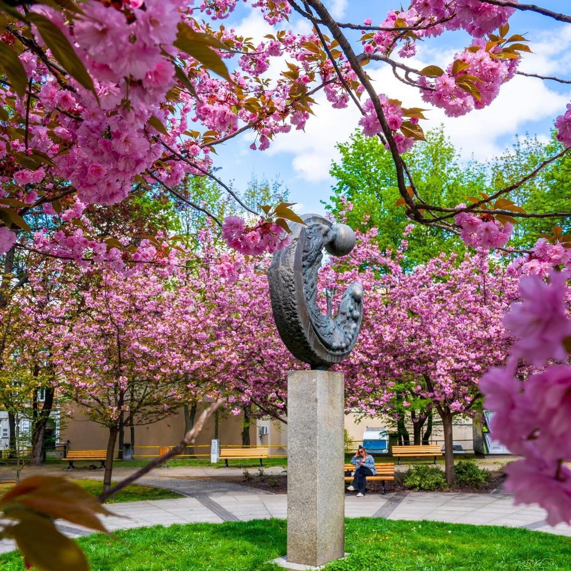 Plac Rzeźniczy w kwitnących na różowo drzewach. Na środku rzeźba prof. Nitscha