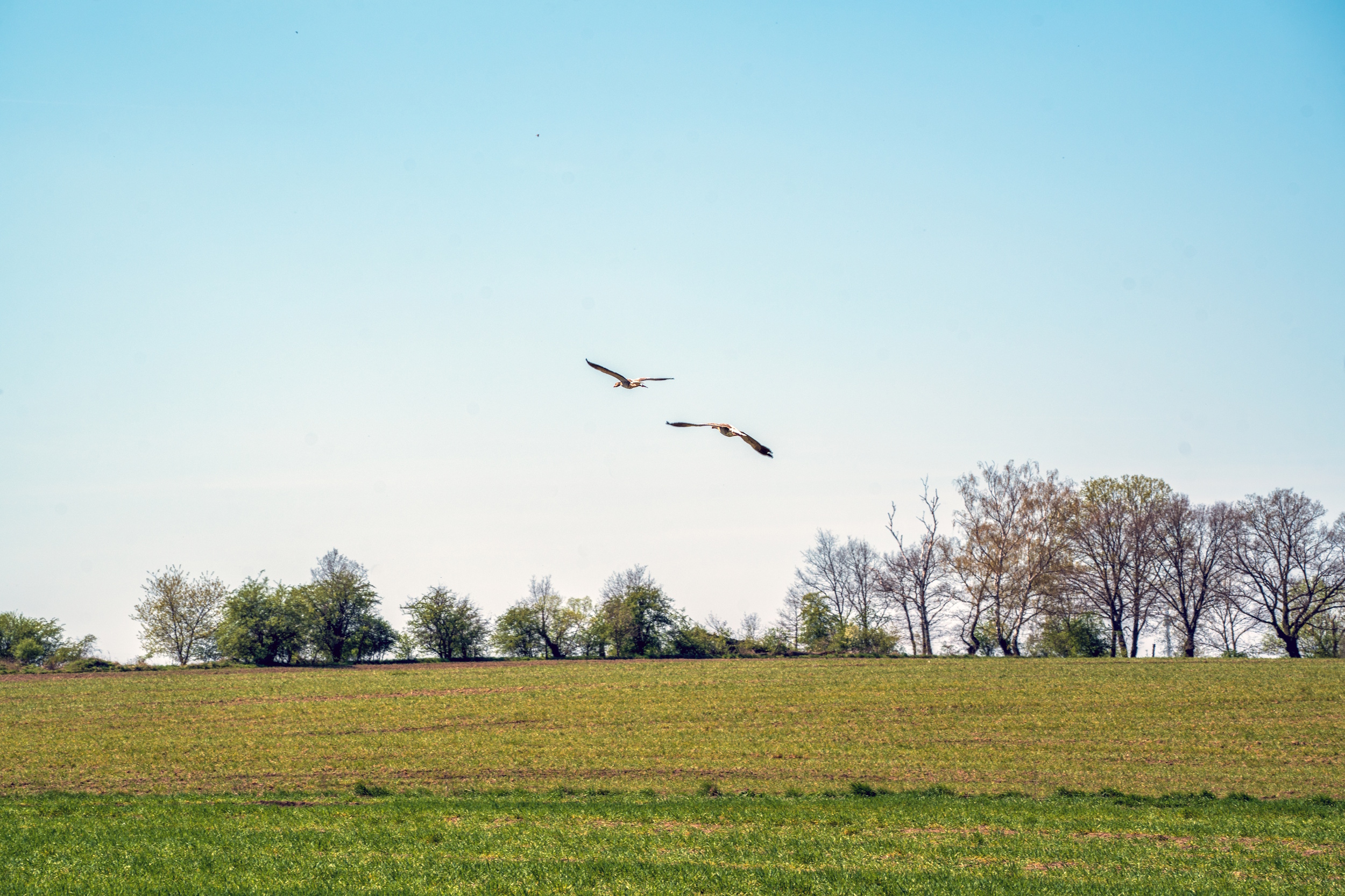 Kaczki lecące nad łąkami