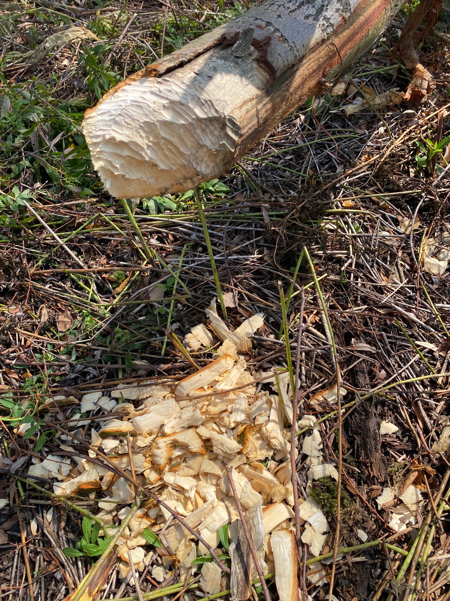 Drzewo przegryzione przez bobra