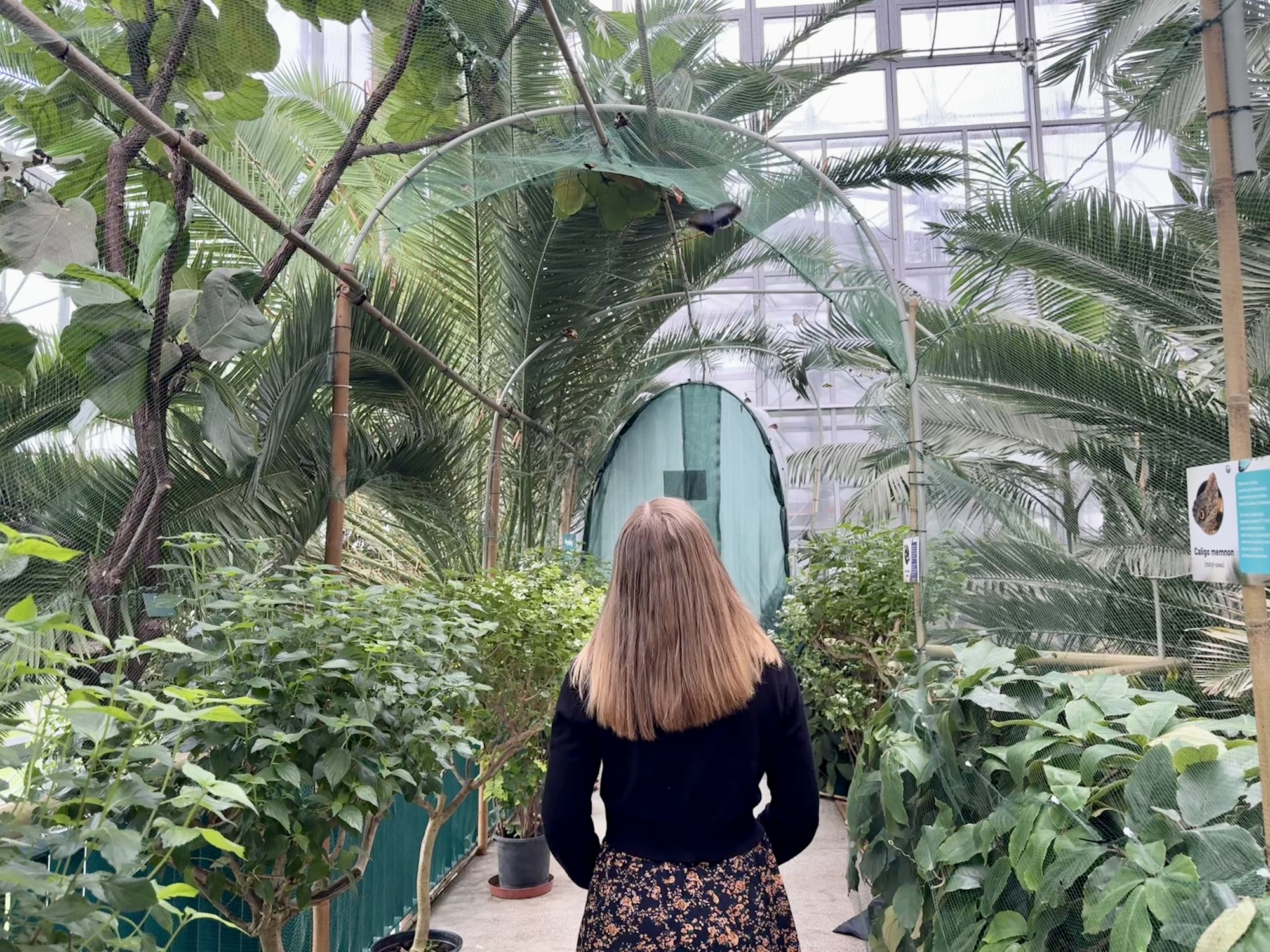 kobieta stoi tyłem do obiektywu i patrzy na motyle