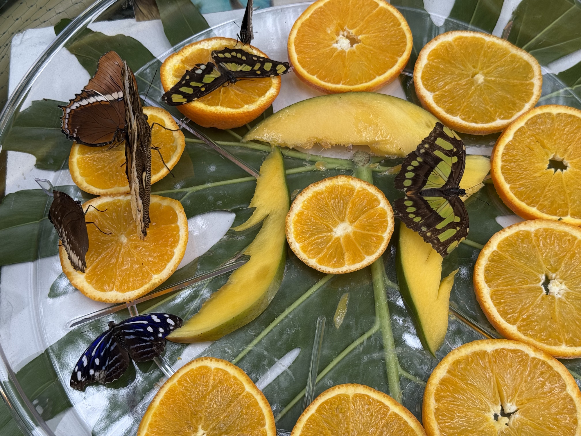 motyle siedzące na owocach