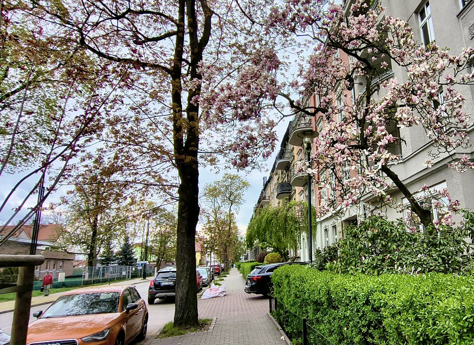 magnolia przy ul. Zawiszy Czarnego