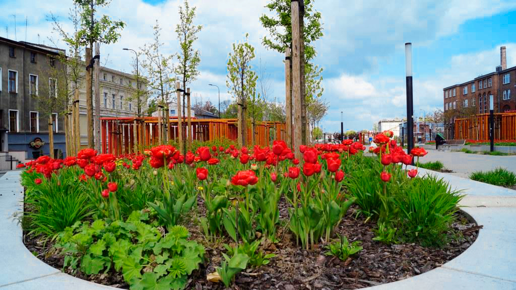 tulipany