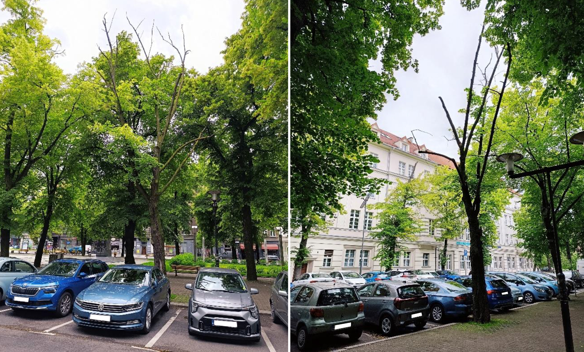zamierające drzewo na tle zielonych lip i parkujących aut przy Placu Piłsudskiego w Gliwicach