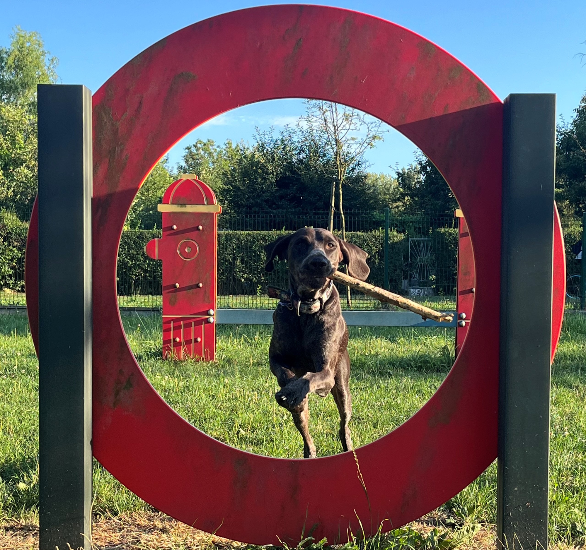 pies w czerwonej obręczy