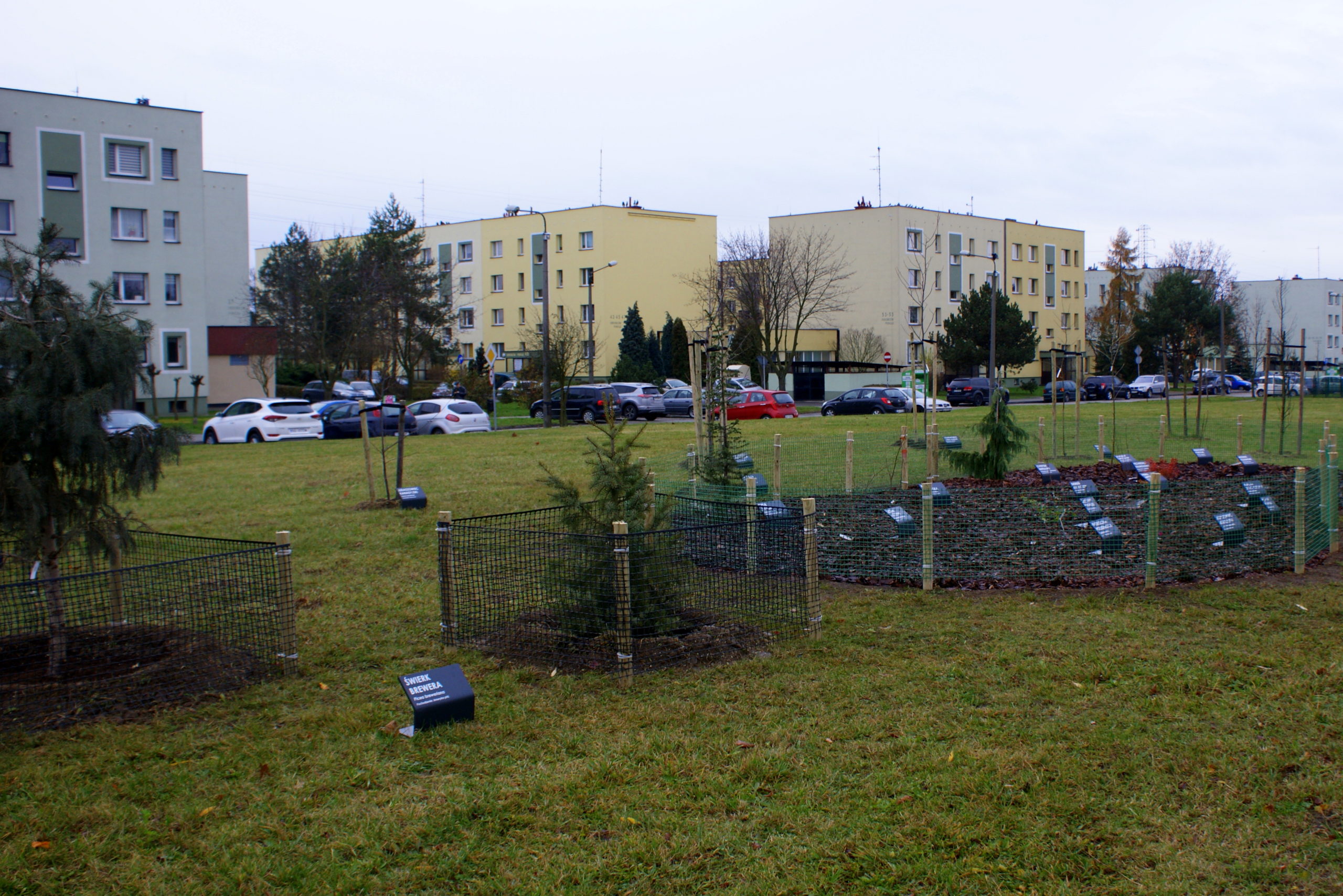 Więcej drzew i krzewów