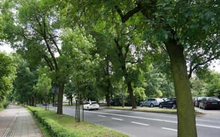 Więcej zieleni przy drogach. ZDM ogłasza przetarg